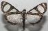  ( - 17-SRNP-106077)  @11 [ ] CreativeCommons - Attribution Non-Commercial Share-Alike (2018) Daniel H. Janzen Guanacaste Dry Forest Conservation Fund
