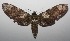 ( - 17-SRNP-106122)  @14 [ ] CreativeCommons - Attribution Non-Commercial Share-Alike (2018) Daniel H. Janzen Guanacaste Dry Forest Conservation Fund