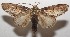  ( - 17-SRNP-106173)  @14 [ ] CreativeCommons - Attribution Non-Commercial Share-Alike (2018) Daniel H. Janzen Guanacaste Dry Forest Conservation Fund