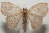  (Cyclophora BioLep2994 - 17-SRNP-106362)  @11 [ ] CreativeCommons - Attribution Non-Commercial Share-Alike (2018) Daniel H. Janzen Guanacaste Dry Forest Conservation Fund