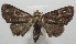 ( - 17-SRNP-106405)  @14 [ ] CreativeCommons - Attribution Non-Commercial Share-Alike (2018) Daniel H. Janzen Guanacaste Dry Forest Conservation Fund