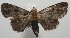  ( - 17-SRNP-106407)  @14 [ ] CreativeCommons - Attribution Non-Commercial Share-Alike (2018) Daniel H. Janzen Guanacaste Dry Forest Conservation Fund