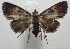  ( - 17-SRNP-106410)  @13 [ ] CreativeCommons - Attribution Non-Commercial Share-Alike (2018) Daniel H. Janzen Guanacaste Dry Forest Conservation Fund