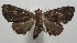  ( - 17-SRNP-106411)  @14 [ ] CreativeCommons - Attribution Non-Commercial Share-Alike (2018) Daniel H. Janzen Guanacaste Dry Forest Conservation Fund