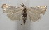  ( - 17-SRNP-106436)  @11 [ ] CreativeCommons - Attribution Non-Commercial Share-Alike (2018) Daniel H. Janzen Guanacaste Dry Forest Conservation Fund