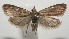  ( - 17-SRNP-106471)  @14 [ ] CreativeCommons - Attribution Non-Commercial Share-Alike (2018) Daniel H. Janzen Guanacaste Dry Forest Conservation Fund