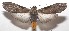  ( - 17-SRNP-106539)  @14 [ ] CreativeCommons - Attribution Non-Commercial Share-Alike (2018) Daniel H. Janzen Guanacaste Dry Forest Conservation Fund