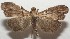  ( - 17-SRNP-106590)  @13 [ ] CreativeCommons - Attribution Non-Commercial Share-Alike (2018) Daniel H. Janzen Guanacaste Dry Forest Conservation Fund