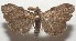  ( - 17-SRNP-106591)  @13 [ ] CreativeCommons - Attribution Non-Commercial Share-Alike (2018) Daniel H. Janzen Guanacaste Dry Forest Conservation Fund