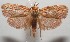  ( - 17-SRNP-106632)  @11 [ ] CreativeCommons - Attribution Non-Commercial Share-Alike (2018) Daniel H. Janzen Guanacaste Dry Forest Conservation Fund