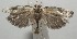  ( - 17-SRNP-106663)  @11 [ ] CreativeCommons - Attribution Non-Commercial Share-Alike (2018) Daniel H. Janzen Guanacaste Dry Forest Conservation Fund