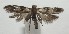  ( - 17-SRNP-106670)  @11 [ ] CreativeCommons - Attribution Non-Commercial Share-Alike (2018) Daniel H. Janzen Guanacaste Dry Forest Conservation Fund