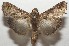  ( - 17-SRNP-106769)  @11 [ ] CreativeCommons - Attribution Non-Commercial Share-Alike (2018) Daniel H. Janzen Guanacaste Dry Forest Conservation Fund