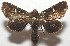  (Pastona BioLep255 - 17-SRNP-106783)  @11 [ ] CreativeCommons - Attribution Non-Commercial Share-Alike (2018) Daniel H. Janzen Guanacaste Dry Forest Conservation Fund