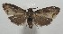  ( - 17-SRNP-106831)  @11 [ ] CreativeCommons - Attribution Non-Commercial Share-Alike (2018) Daniel H. Janzen Guanacaste Dry Forest Conservation Fund