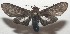  ( - 17-SRNP-106869)  @11 [ ] CreativeCommons - Attribution Non-Commercial Share-Alike (2018) Daniel H. Janzen Guanacaste Dry Forest Conservation Fund