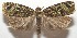  ( - 17-SRNP-107010)  @11 [ ] CreativeCommons - Attribution Non-Commercial Share-Alike (2018) Daniel H. Janzen Guanacaste Dry Forest Conservation Fund