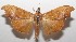  ( - 17-SRNP-107097)  @13 [ ] CreativeCommons - Attribution Non-Commercial Share-Alike (2018) Daniel H. Janzen Guanacaste Dry Forest Conservation Fund