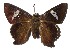  ( - 17-SRNP-20158)  @11 [ ] CreativeCommons  Attribution Non-Commercial Share-Alike (2019) Daniel H. Janzen Guanacaste Dry Forest Conservation Fund