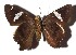  ( - 17-SRNP-20158)  @11 [ ] CreativeCommons  Attribution Non-Commercial Share-Alike (2019) Daniel H. Janzen Guanacaste Dry Forest Conservation Fund