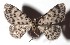  ( - 17-SRNP-26146)  @11 [ ] CreativeCommons - Attribution Non-Commercial Share-Alike (2018) Daniel H. Janzen Guanacaste Dry Forest Conservation Fund
