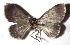  ( - 17-SRNP-26146)  @11 [ ] CreativeCommons - Attribution Non-Commercial Share-Alike (2018) Daniel H. Janzen Guanacaste Dry Forest Conservation Fund