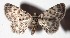  ( - 17-SRNP-26152)  @11 [ ] CreativeCommons - Attribution Non-Commercial Share-Alike (2018) Daniel H. Janzen Guanacaste Dry Forest Conservation Fund