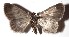  ( - 17-SRNP-26152)  @11 [ ] CreativeCommons - Attribution Non-Commercial Share-Alike (2018) Daniel H. Janzen Guanacaste Dry Forest Conservation Fund
