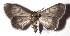  ( - 17-SRNP-26161)  @11 [ ] CreativeCommons - Attribution Non-Commercial Share-Alike (2018) Daniel H. Janzen Guanacaste Dry Forest Conservation Fund