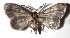 ( - 17-SRNP-26235)  @11 [ ] CreativeCommons - Attribution Non-Commercial Share-Alike (2018) Daniel H. Janzen Guanacaste Dry Forest Conservation Fund