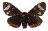  ( - 17-SRNP-26471)  @14 [ ] CreativeCommons  Attribution Non-Commercial Share-Alike (2019) Daniel H. Janzen Guanacaste Dry Forest Conservation Fund
