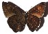  ( - 17-SRNP-30398)  @11 [ ] CreativeCommons - Attribution Non-Commercial Share-Alike (2018) Daniel H. Janzen Guanacaste Dry Forest Conservation Fund