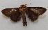  ( - 17-SRNP-30445)  @11 [ ] CreativeCommons  Attribution Non-Commercial Share-Alike (2023) Daniel H. Janzen Guanacaste Dry Forest Conservation Fund