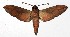  ( - 17-SRNP-306)  @14 [ ] CreativeCommons - Attribution Non-Commercial Share-Alike (2018) Daniel H. Janzen Guanacaste Dry Forest Conservation Fund