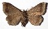  ( - 17-SRNP-30615)  @11 [ ] CreativeCommons  Attribution Non-Commercial Share-Alike (2019) Daniel H. Janzen Guanacaste Dry Forest Conservation Fund