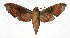 ( - 17-SRNP-30627)  @14 [ ] CreativeCommons  Attribution Non-Commercial Share-Alike (2019) Daniel H. Janzen Guanacaste Dry Forest Conservation Fund