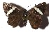  ( - 17-SRNP-30729)  @11 [ ] CreativeCommons  Attribution Non-Commercial Share-Alike (2019) Daniel H. Janzen Guanacaste Dry Forest Conservation Fund