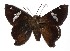  ( - 17-SRNP-30789)  @11 [ ] CreativeCommons  Attribution Non-Commercial Share-Alike (2019) Daniel H. Janzen Guanacaste Dry Forest Conservation Fund