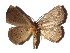  ( - 17-SRNP-30809)  @14 [ ] CreativeCommons  Attribution Non-Commercial Share-Alike (2019) Daniel H. Janzen Guanacaste Dry Forest Conservation Fund