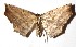  ( - 17-SRNP-30810)  @11 [ ] CreativeCommons - Attribution Non-Commercial Share-Alike (2018) Daniel H. Janzen Guanacaste Dry Forest Conservation Fund