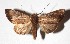  ( - 17-SRNP-31259)  @14 [ ] CreativeCommons  Attribution Non-Commercial Share-Alike (2019) Daniel H. Janzen Guanacaste Dry Forest Conservation Fund