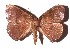  ( - 17-SRNP-31649)  @14 [ ] CreativeCommons  Attribution Non-Commercial Share-Alike (2019) Daniel H. Janzen Guanacaste Dry Forest Conservation Fund