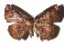  ( - 17-SRNP-31706)  @11 [ ] CreativeCommons  Attribution Non-Commercial Share-Alike (2019) Daniel H. Janzen Guanacaste Dry Forest Conservation Fund