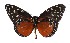  ( - 17-SRNP-31765)  @14 [ ] CreativeCommons  Attribution Non-Commercial Share-Alike (2019) Daniel H. Janzen Guanacaste Dry Forest Conservation Fund