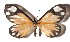  (Hyalostenele - 17-SRNP-31778)  @15 [ ] CreativeCommons  Attribution Non-Commercial Share-Alike (2019) Daniel H. Janzen Guanacaste Dry Forest Conservation Fund