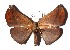  ( - 17-SRNP-31859)  @11 [ ] CreativeCommons  Attribution Non-Commercial Share-Alike (2019) Daniel H. Janzen Guanacaste Dry Forest Conservation Fund