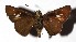  ( - 17-SRNP-35027)  @14 [ ] CreativeCommons  Attribution Non-Commercial Share-Alike (2019) Daniel H. Janzen Guanacaste Dry Forest Conservation Fund