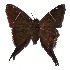  ( - 17-SRNP-35038)  @13 [ ] CreativeCommons  Attribution Non-Commercial Share-Alike (2019) Daniel H. Janzen Guanacaste Dry Forest Conservation Fund