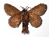  ( - 17-SRNP-35112)  @13 [ ] CreativeCommons  Attribution Non-Commercial Share-Alike (2019) Daniel H. Janzen Guanacaste Dry Forest Conservation Fund