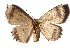  (Isochromodes Janzen01 - 17-SRNP-35190)  @11 [ ] CreativeCommons  Attribution Non-Commercial Share-Alike (2019) Daniel H. Janzen Guanacaste Dry Forest Conservation Fund